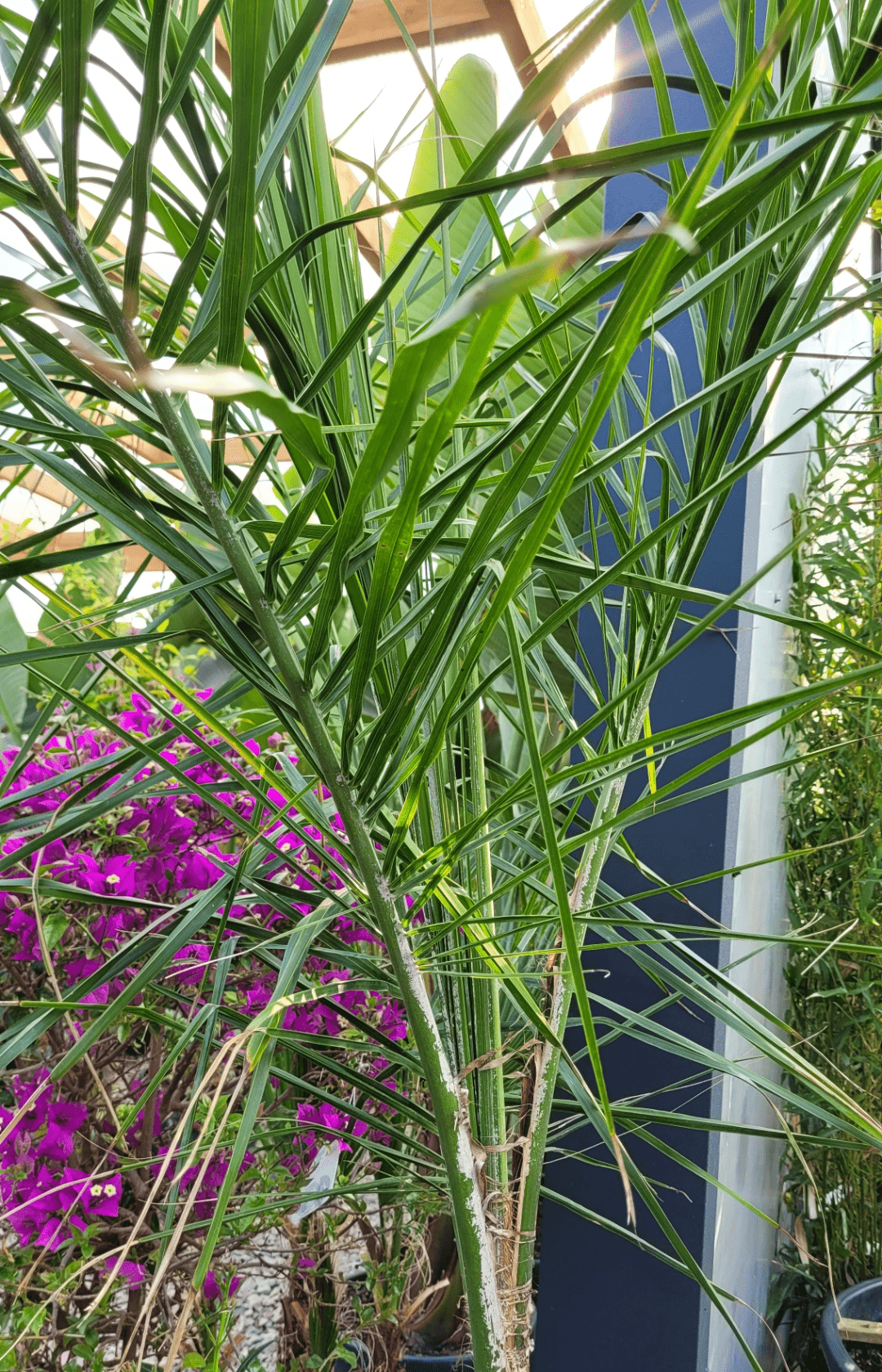 Syagrus Romanzoffiana